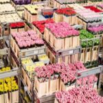 🌸🚚 Transportes de flores: la opción perfecta para enviar tus flores con seguridad y rapidez