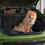 🐕 Guía definitiva de transportes para perros: todo lo que necesitas saber 🚗