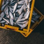 🚚🐟 Descubre los transportes 🐠 más alegres para tus pescados frescos 🌊